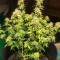 Семена сорта Quarter Pounder Autoflower fem (Easy Grow Seeds)