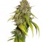 Семена сорта Sweet Tai fem (Sweet Seeds)