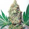 Сорт конопли Brainstorm
