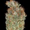 Семена сорта Serious Kush fem (Serious Seeds)