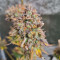 Семена сорта Fat Bastard Auto fem (Blimburn Seeds)