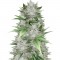 Семена сорта Mighty Mango Bud fem (Vision Seeds)