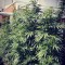 Семена сорта Cold Thunder fem (Sumo Seeds)