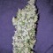 Семена сорта Chemdog fem (Green House Seeds)