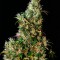 Семена сорта High Level fem (Eva Seeds)