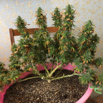 indian-kush-fem-vip-seeds.JPG