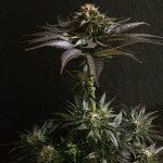 sweet-valley-kush-ghs.JPG