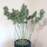 sweet-zenzation-xl-auto-fem-sweet-seeds.jpg