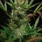 jealousy-z-xl-auto-fem-sweet-seeds.jpg