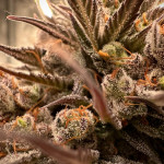 pound-cake-auto-fem-fastbuds.jpg