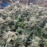 girl-scout-cookies-fem-blimburn-seeds.jpg