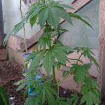 ak-48-regular-nirvana-seeds.JPG