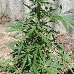 auto-gorilla-fem-00-seeds.jpg