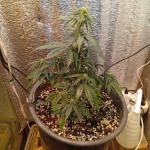 auto-new-york-city-fem-pyramid-seeds.jpg