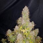 gorilla-glue-auto-fem-barneys-farm.jpg