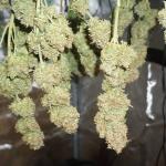 strawberry-pie-auto-fem-fastbuds.jpg