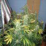 pineapple-express-auto-fem-barneys-farm.jpg