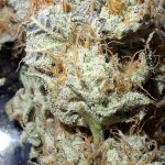 purple-punch-x-lemon-drizzle-fem-barneys-farm.jpg