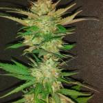 flash-babylon-auto-samsara-seeds.jpg
