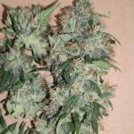 wedding-cake-auto-fem-barneys-farm.jpg