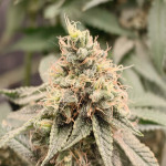 grandmommy-purple-fem-herbies-seeds.jpg