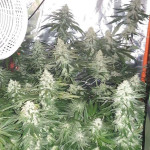 liberty-haze-fem-barneys-farm.jpg