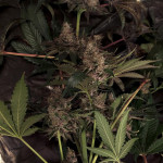 strawberry-og-cookies-r1-fem-ethos-genetics.jpg