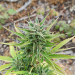 auto-american-pie-fem-pyramid-seeds.jpg