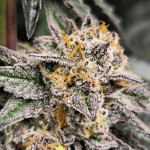 blue-sunset-sherbert-fem-barneys-farm.jpg