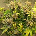 critical-kush-fem-barneys-farm.jpg
