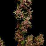 papaya-zoap-auto-fem-sweet-seeds.jpg