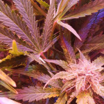 deep-purple-haze-auto-sumo-seeds.jpg