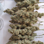 high-density-auto-fem-heavyweight-seeds.jpg