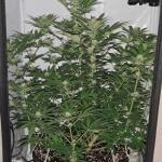 belladonna-fem-paradise-seeds.jpg