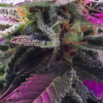 lucid-bolt-fem-paradise-seeds.jpg