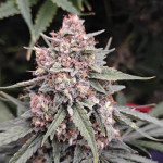 orange-sherbet-ff-fem-fastbuds.jpg