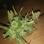 sweet-skunk-auto-fem-sweet-seeds.jpg