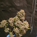 diablo-rojo-xl-auto-fem-sweet-seeds.jpg