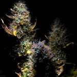 blue-dreammatic-auto-fastbuds.jpeg