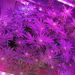 gorilla-glue-4-fem-anesia-seeds.jpg