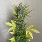 jet-fuel-mandarine-xl-auto-fem-sweet-seeds.jpg