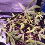 auto-white-widow-fem-pyramid-seeds.jpg