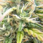 gelato-auto-fem-fastbuds.png