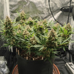 honey-peach-auto-cbd-fem-sweet-seeds.jpg