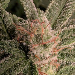 blackberry-moonrocks-fem-alphafem-seeds.jpg