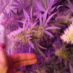 gorilla-glue-4-fem-anesia-seeds.jpg