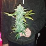 pineapple-express-auto-fem-barneys-farm.jpg