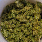 blue-sunset-sherbert-fem-barneys-farm.jpg