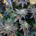 notorious-thc-fem-humboldt-seed-company.jpg