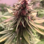 tropicana-cookies-ff-fem-fastbuds.jpg